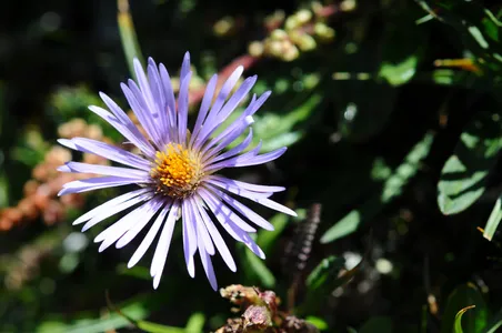 アスター・アステロイデス (Aster asteroides) - PictureThis