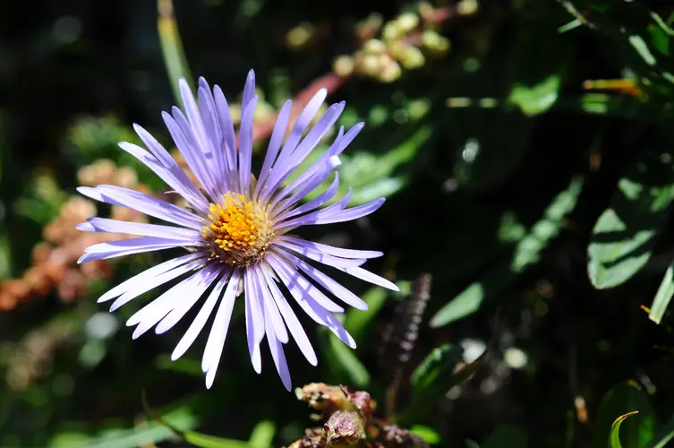 Toothed whitetop aster