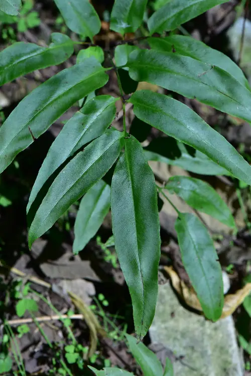 Coniogramme japonica