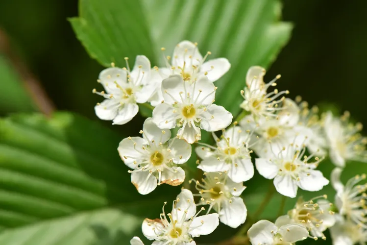 アズキナシ（小豆梨） (Sorbus alnifolia) - PictureThis