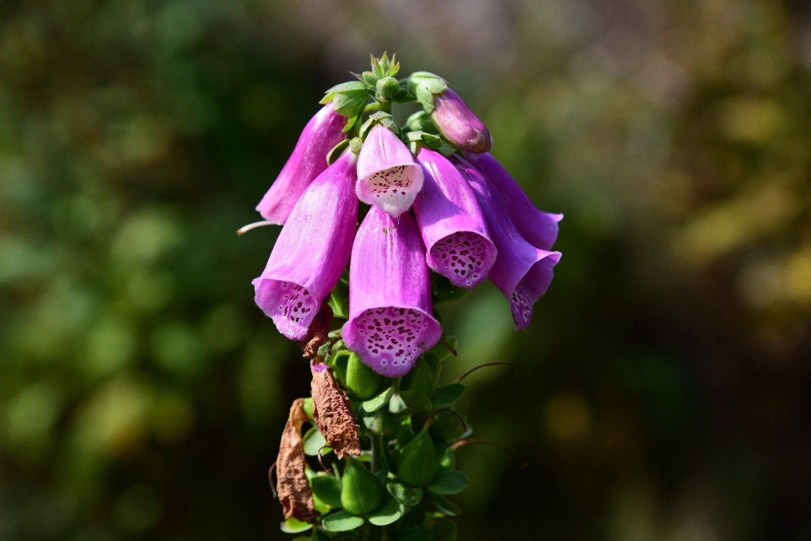 How To Plant And Grow Common Foxglove(Digitalis Purpurea)