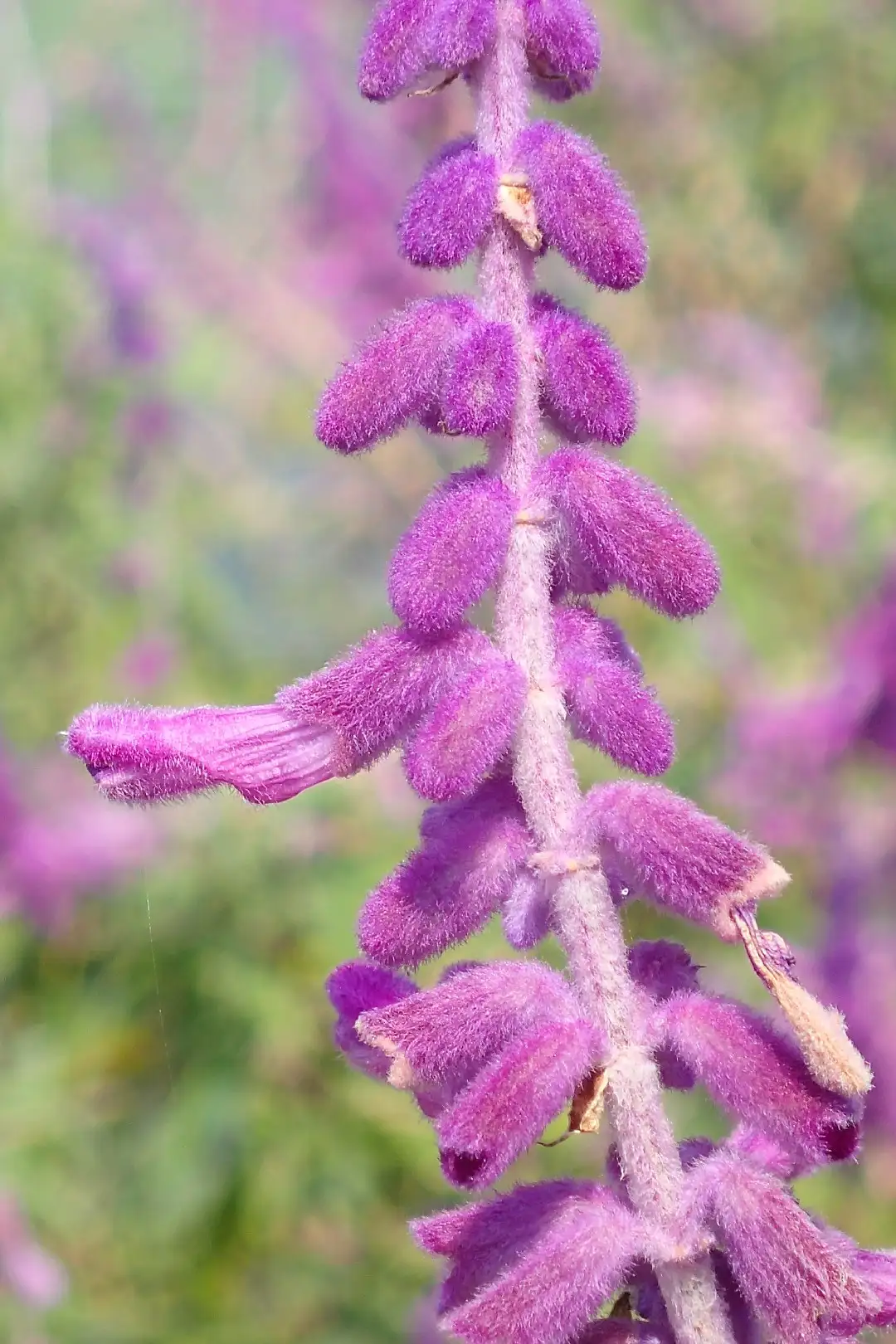 ベルベットセージ Salvia Leucantha 花言葉 毒性 よくある質問 Picturethis ベルベットセージ Salvia Leucantha 花言葉 毒性 よくある質問 Picturethis
