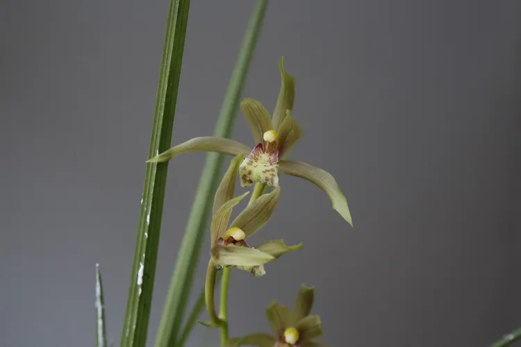 イッケイキュウカ（一茎九花） (Cymbidium faberi) - PictureThis