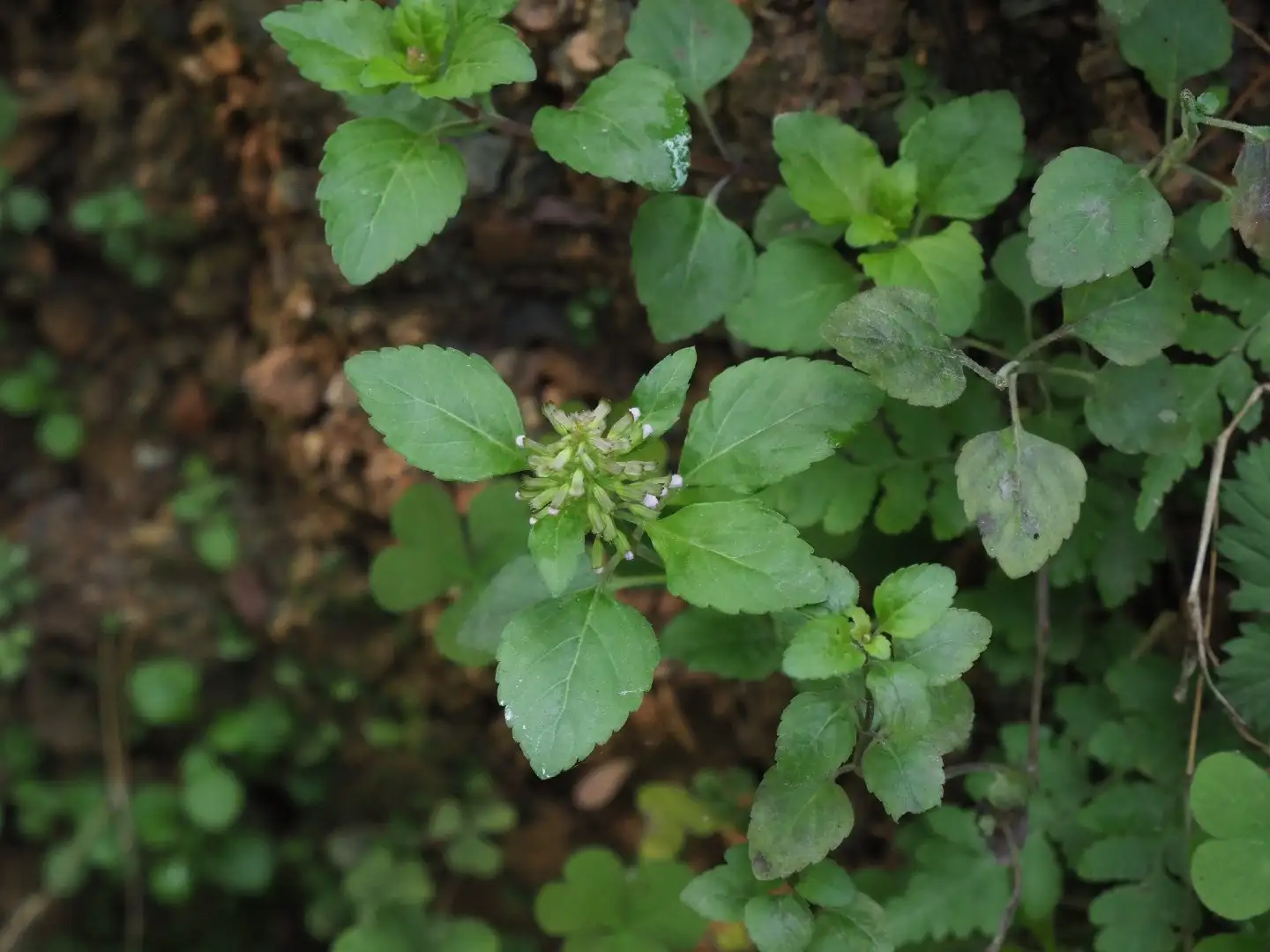 What should I do if I water my Slender wild basil too much or too little PictureThis