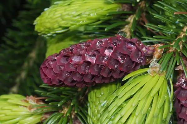 アカエゾマツ 赤蝦夷松 Picea Glehnii 花言葉 毒性 よくある質問 Picturethis アカエゾマツ 赤蝦夷松 Picea Glehnii 花言葉 毒性 よくある質問 Picturethis