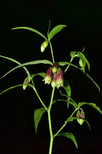 チゴユリ属 Disporum 花言葉 毒性 よくある質問 Picturethis