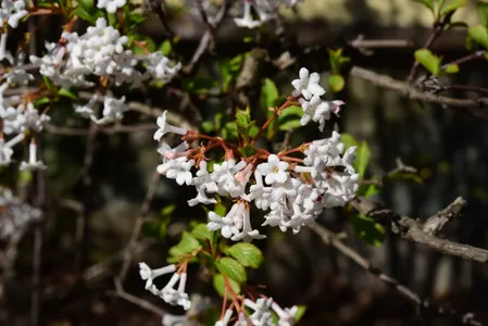 ニオイガマズミ (Viburnum farreri) - PictureThis