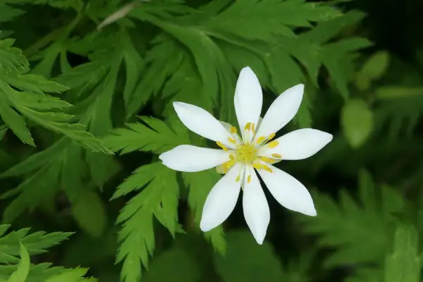 アドニス属 Adonis 花言葉 毒性 よくある質問 Picturethis アドニス属 Adonis 花言葉 毒性 よくある質問 Picturethis
