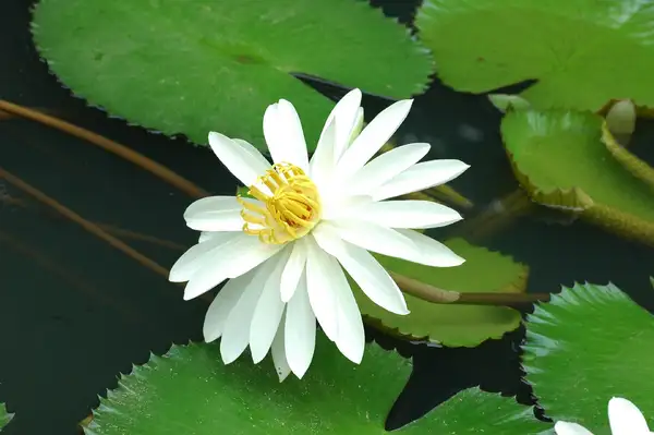 睡蓮屬 Nymphaea 照顧 種植 繁殖 開花時間 Picturethis 睡蓮屬 Nymphaea 照顧 種植 繁殖 開花時間 Picturethis