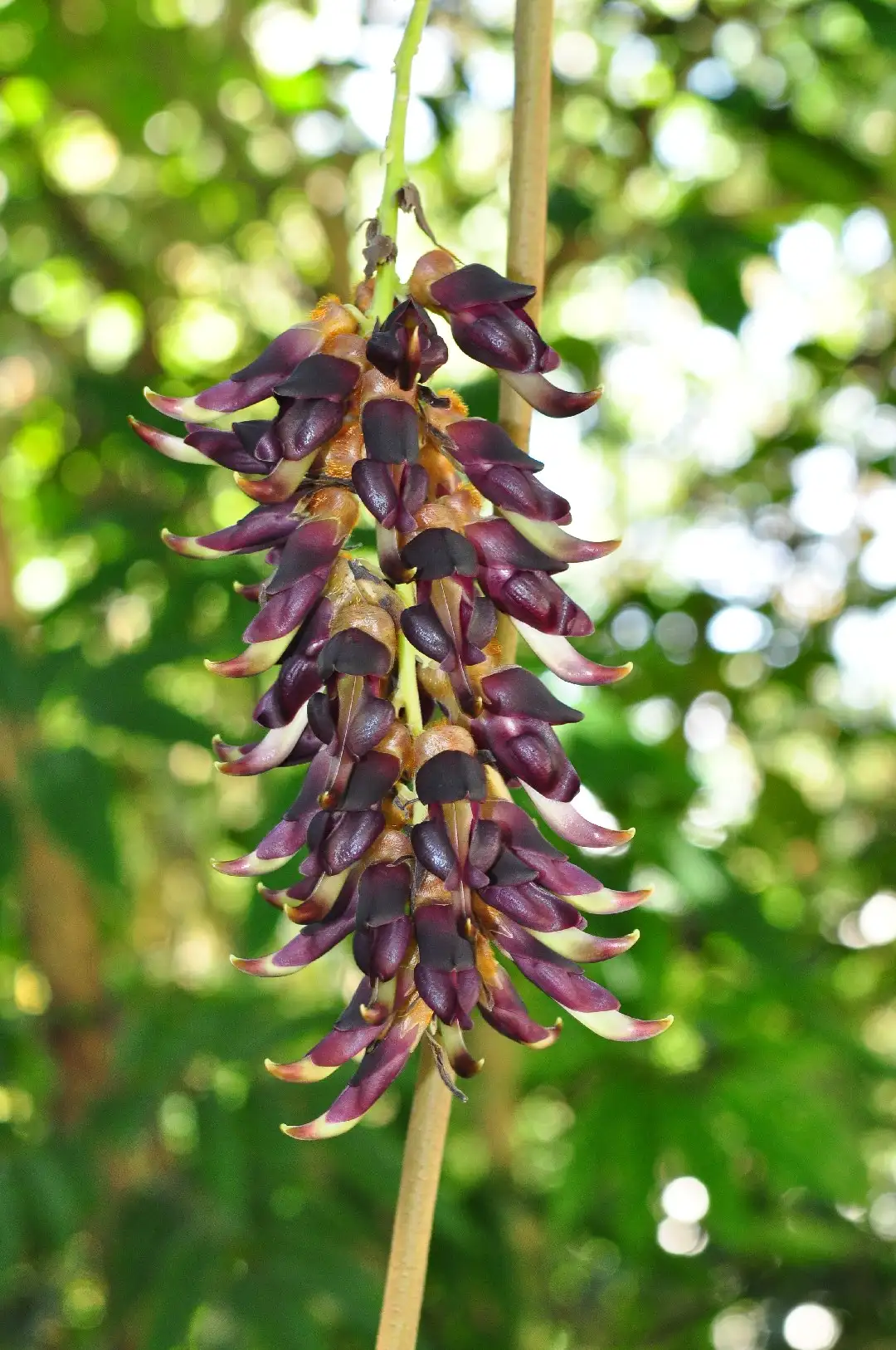 Velvet bean (Mucuna pruriens) Flower, Leaf, Care, Uses - PictureThis