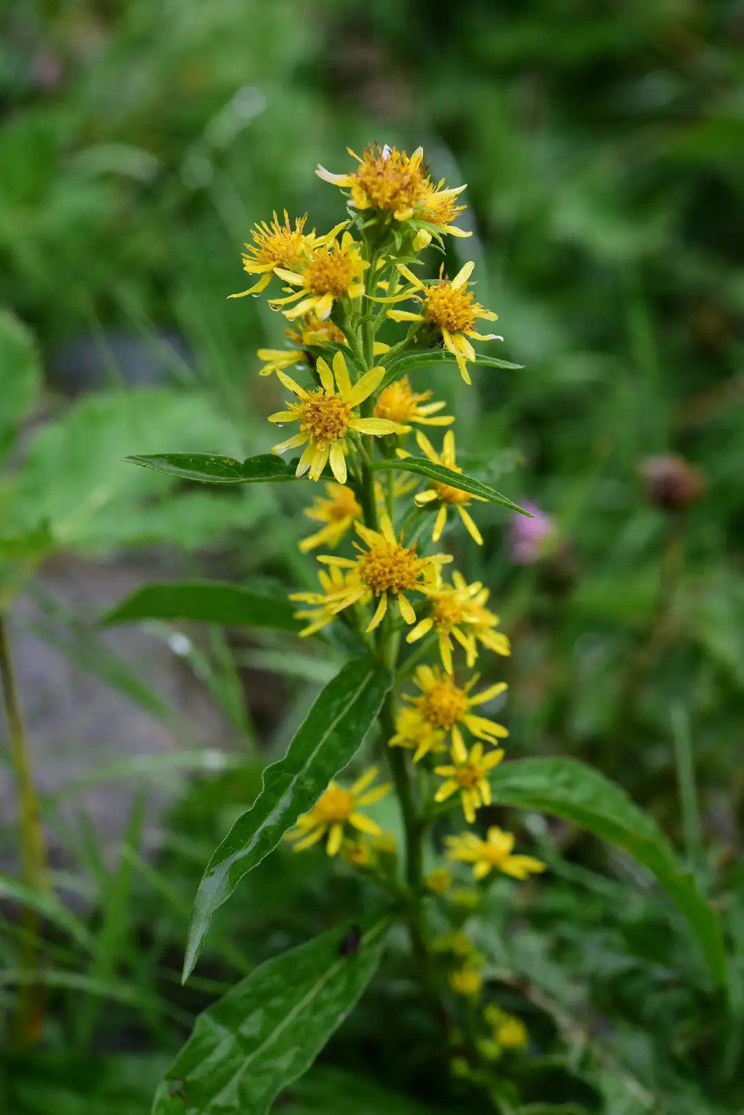 アキノキリンソウ 秋の麒麟草 Solidago Virgaurea 花言葉 毒性 よくある質問 Picturethis