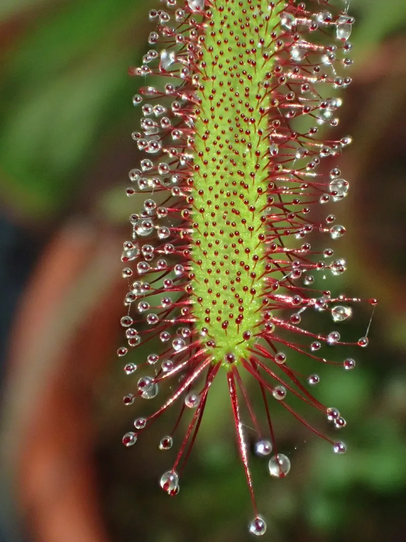 アフリカナガバノモウセンゴケ（Drosera capensis）が咲かない理由：花が咲かない問題を理解する