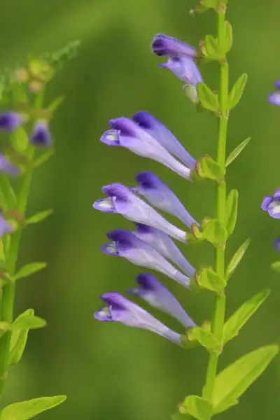 タツナミソウ属 Scutellaria 花言葉 毒性 よくある質問 Picturethis
