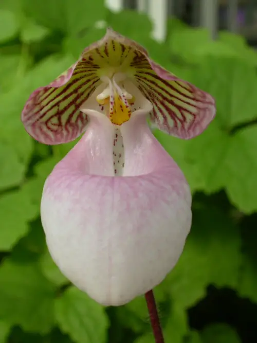 Пафиопедилюм мелкоцветковый