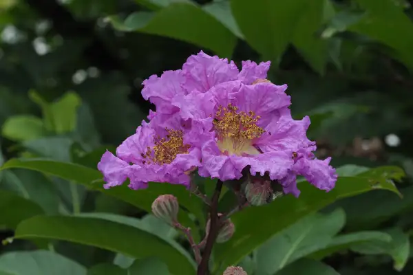 サルスベリゾク サルスベリ属 Lagerstroemia 花言葉 毒性 よくある質問 Picturethis