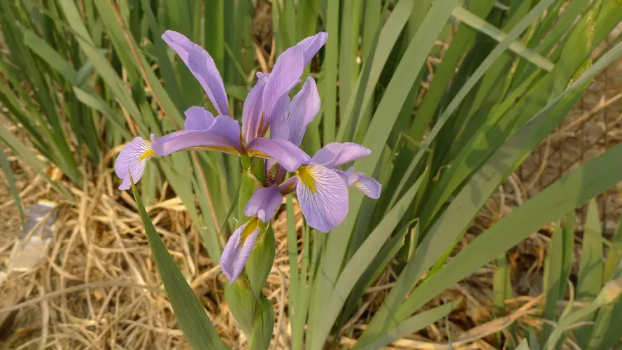 Blue Iris, Iris 