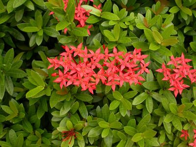 How to Grow and Care for Chinese ixora