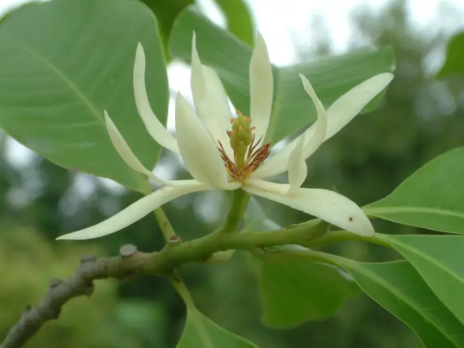Magnolia alba