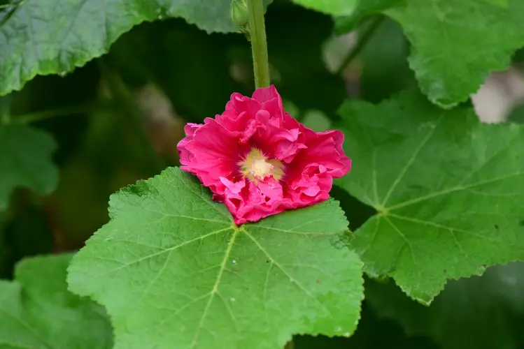 Hollyhock (Alcea rosea)  Horticulture and Home Pest News