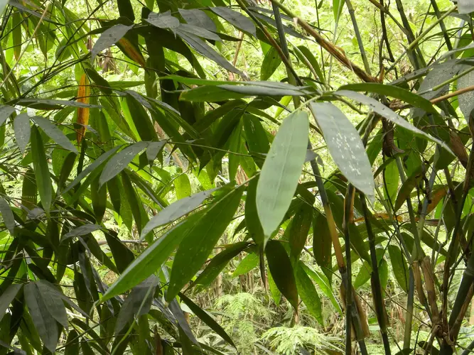 Bambú tonkin