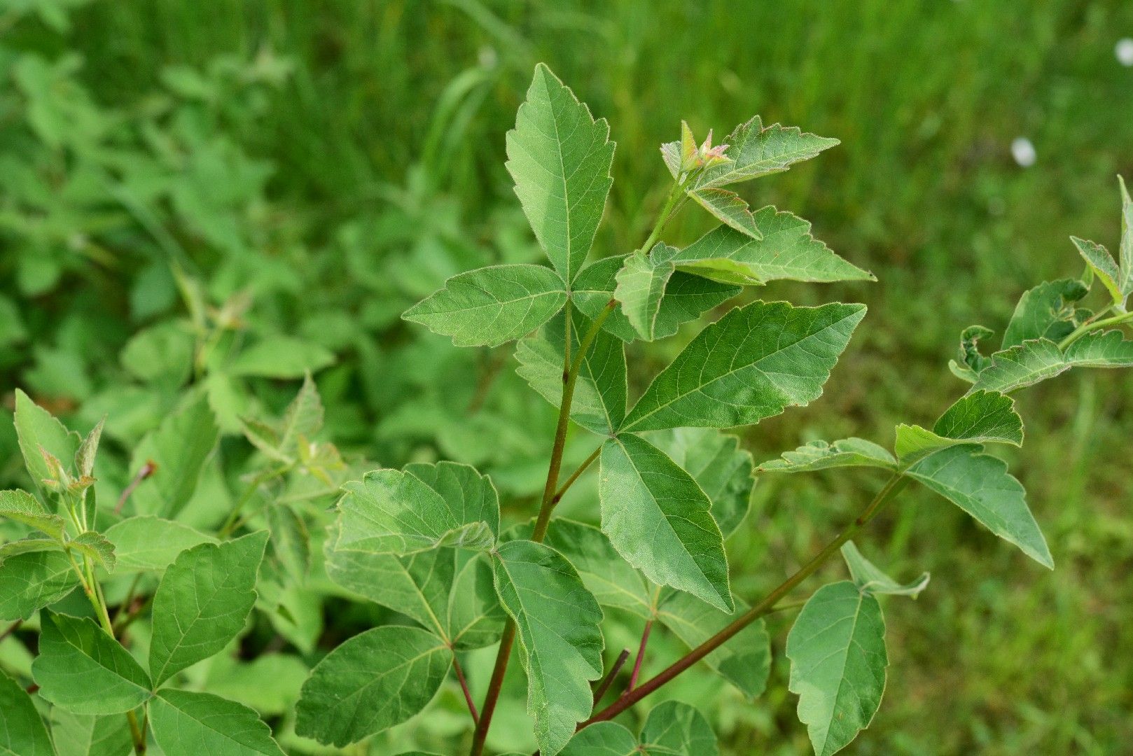 foglia di rhus aromatica