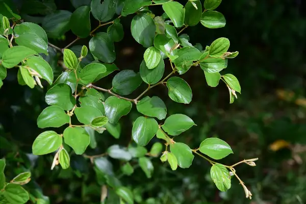 ナツメ属 Ziziphus 花言葉 毒性 よくある質問 Picturethis