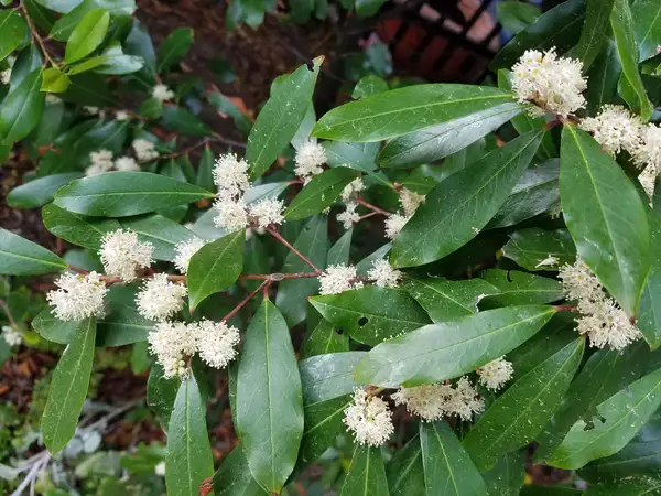 ハイノキ属 Symplocos 花言葉 毒性 よくある質問 Picturethis ハイノキ属 Symplocos 花言葉 毒性 よくある質問 Picturethis