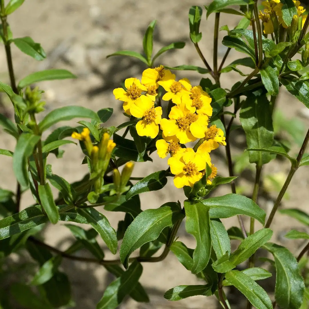 ミントマリーゴールドのお世話ガイド 育て方 育て方 潅水 施肥 剪定 病気 Picturethis ミントマリーゴールドのお世話ガイド 育て方 育て方 潅水 施肥 剪定 病気 Picturethis