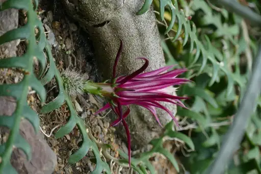 フィッシュボーンカクタス Selenicereus Anthonyanus 花言葉 毒性 よくある質問 Picturethis フィッシュボーンカクタス Selenicereus Anthonyanus 花言葉 毒性 よくある質問 Picturethis