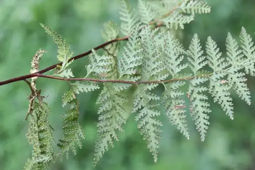 碗蕨屬 Dennstaedtia 照顧 種植 繁殖 開花時間 Picturethis