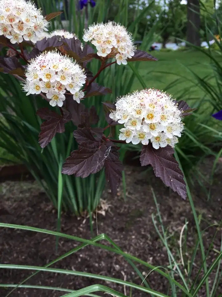 Physocarpus Opulifolius Diabolo 花言葉 毒性 よくある質問 Picturethis Physocarpus Opulifolius Diabolo 花言葉 毒性 よくある質問 Picturethis