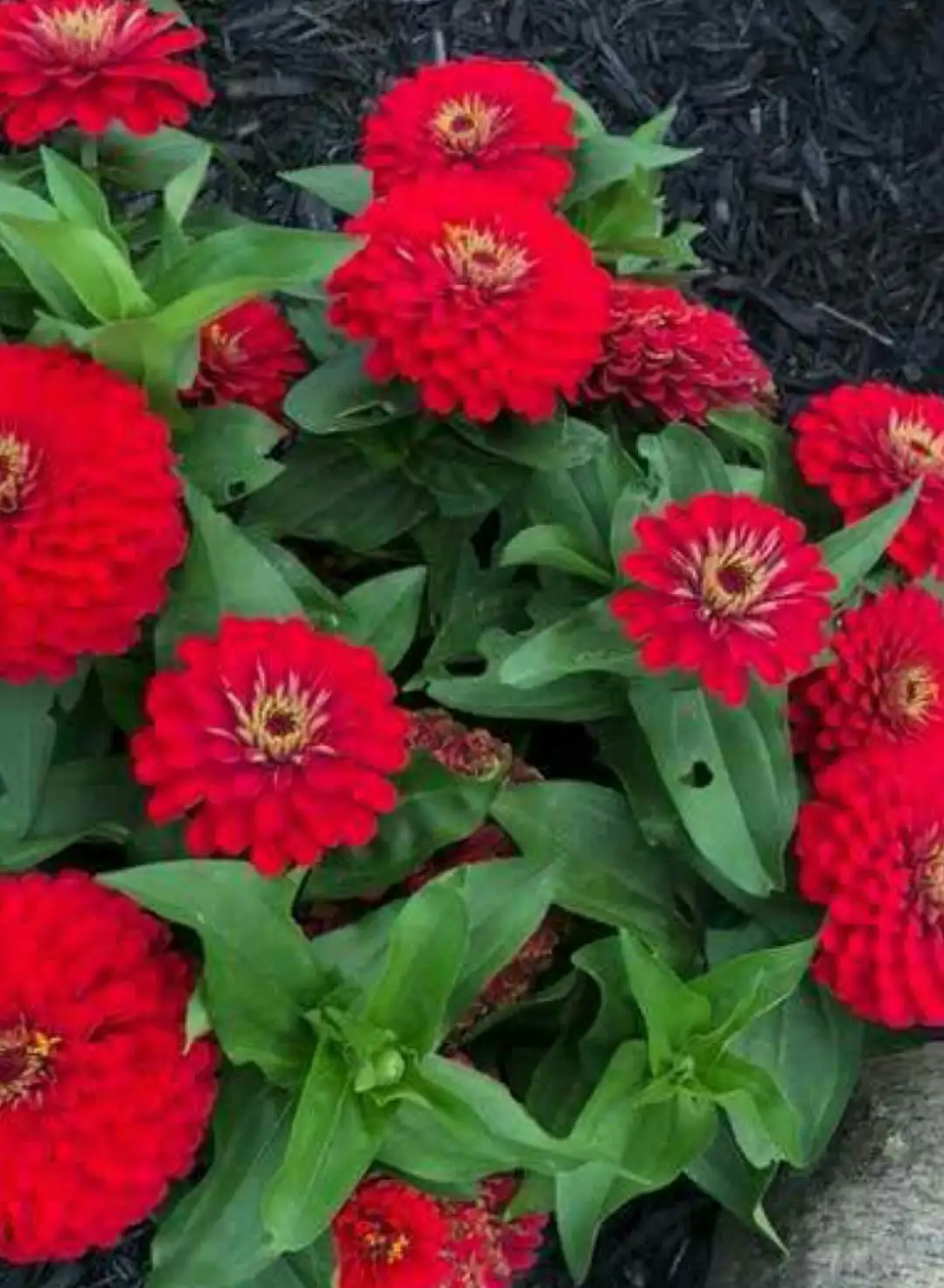 Common Zinnia Cherry Queen Zinnia Elegans Cherry Queen Flower Leaf Care Uses Picturethis