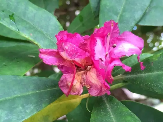 ツツジ属 Rhododendron 花言葉 毒性 よくある質問 Picturethis