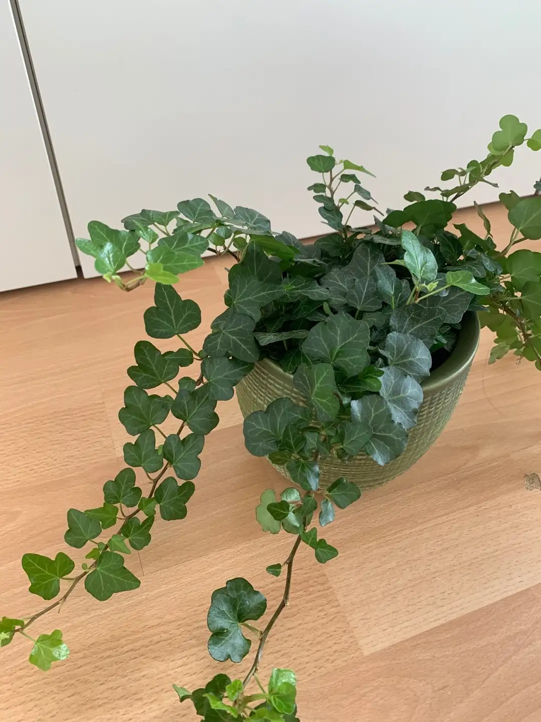 ヘデラ ヘリックス ワンダー Hedera Helix Wonder 花言葉 毒性 よくある質問 Picturethis ヘデラ ヘリックス ワンダー Hedera Helix Wonder 花言葉 毒性 よくある質問 Picturethis