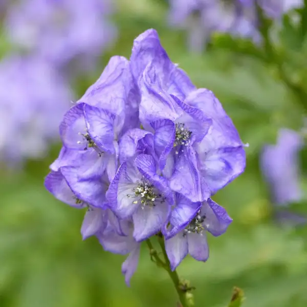 トリカブト 鳥兜 Aconitum Carmichaelii 花言葉 毒性 よくある質問 Picturethis