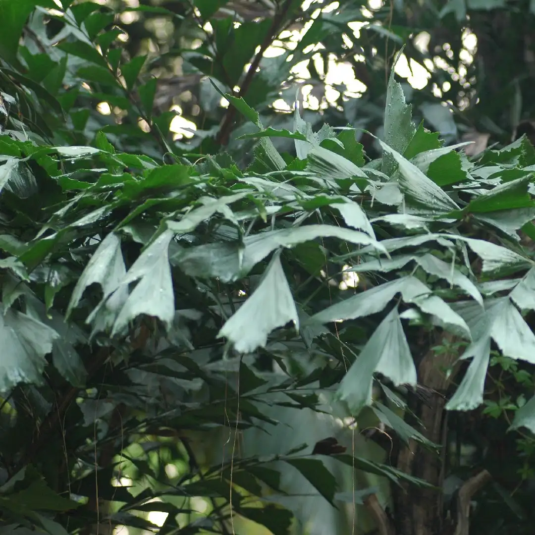 Epipremnum “Mint Tricolor Var. (sp.)“ from forest Thailand 