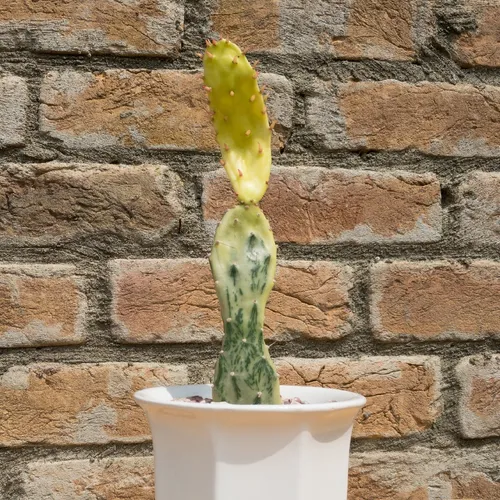 オプンチア・モナカンサ・フイリ（オプンチア・モナカンサ・斑入） (Opuntia monacantha 'Variegata') -  PictureThis