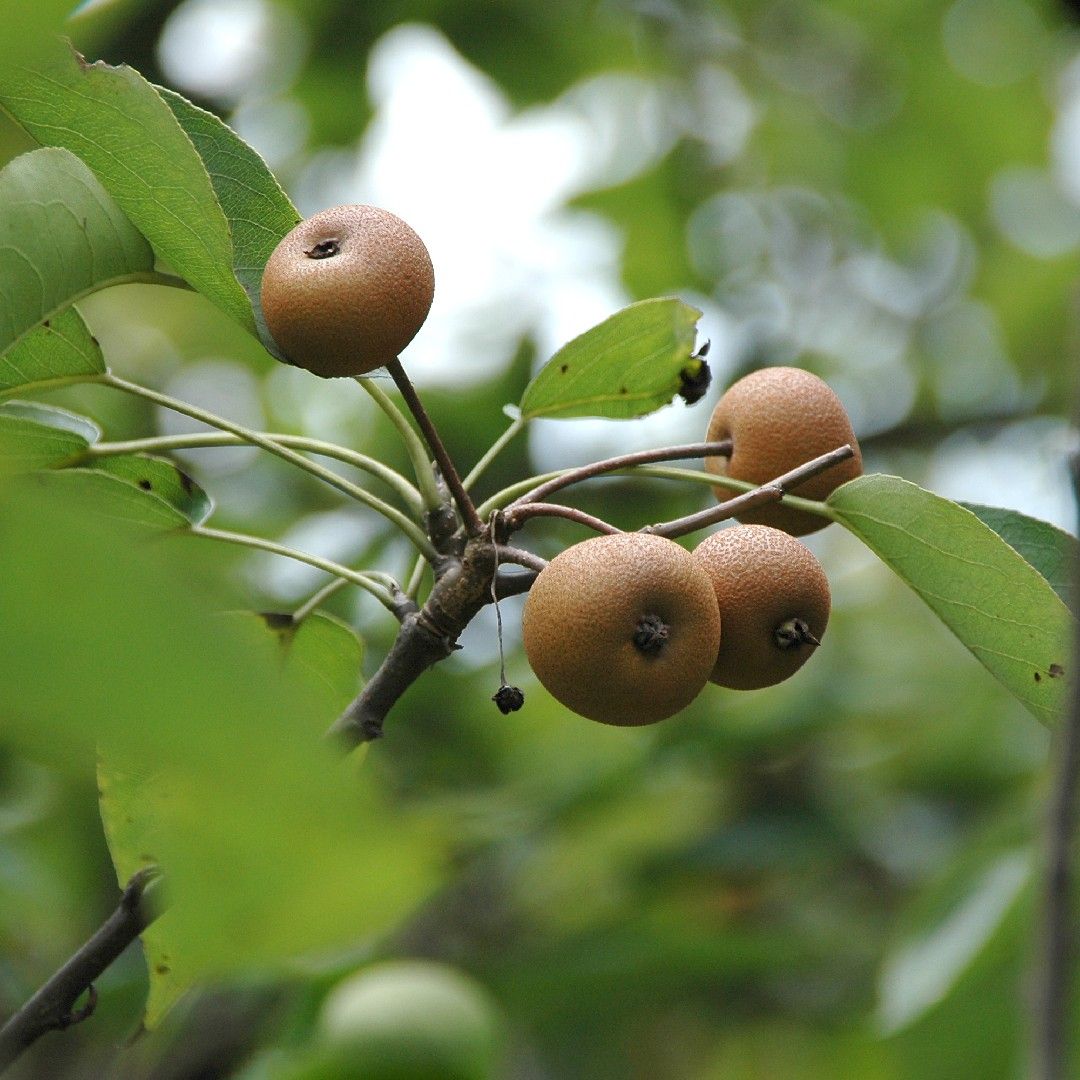 pyrus calleryana fruit