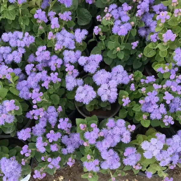 オオカッコウアザミ 大霍香薊 Ageratum Houstonianum 花言葉 毒性 よくある質問 Picturethis オオカッコウアザミ 大霍香薊 Ageratum Houstonianum 花言葉 毒性 よくある質問 Picturethis