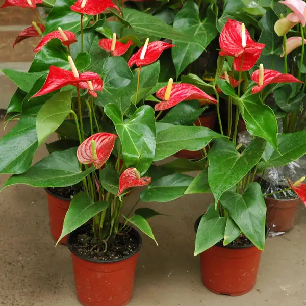 アンスリウム Anthurium Andraeanum 花言葉 毒性 よくある質問 Picturethis アンスリウム Anthurium Andraeanum 花言葉 毒性 よくある質問 Picturethis