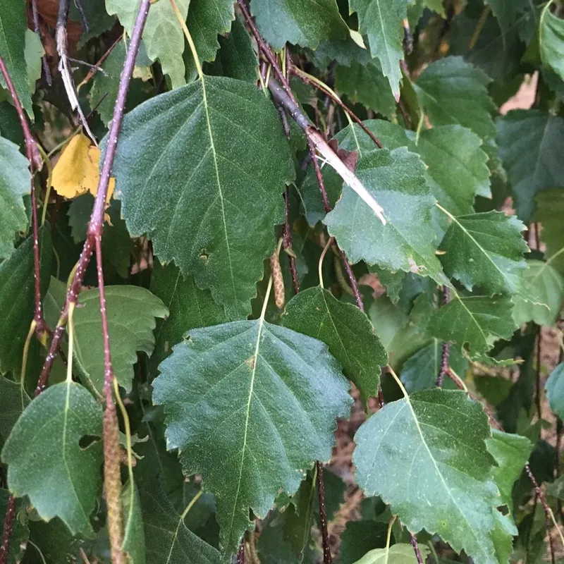 Is shops silver birch poisonous to dogs