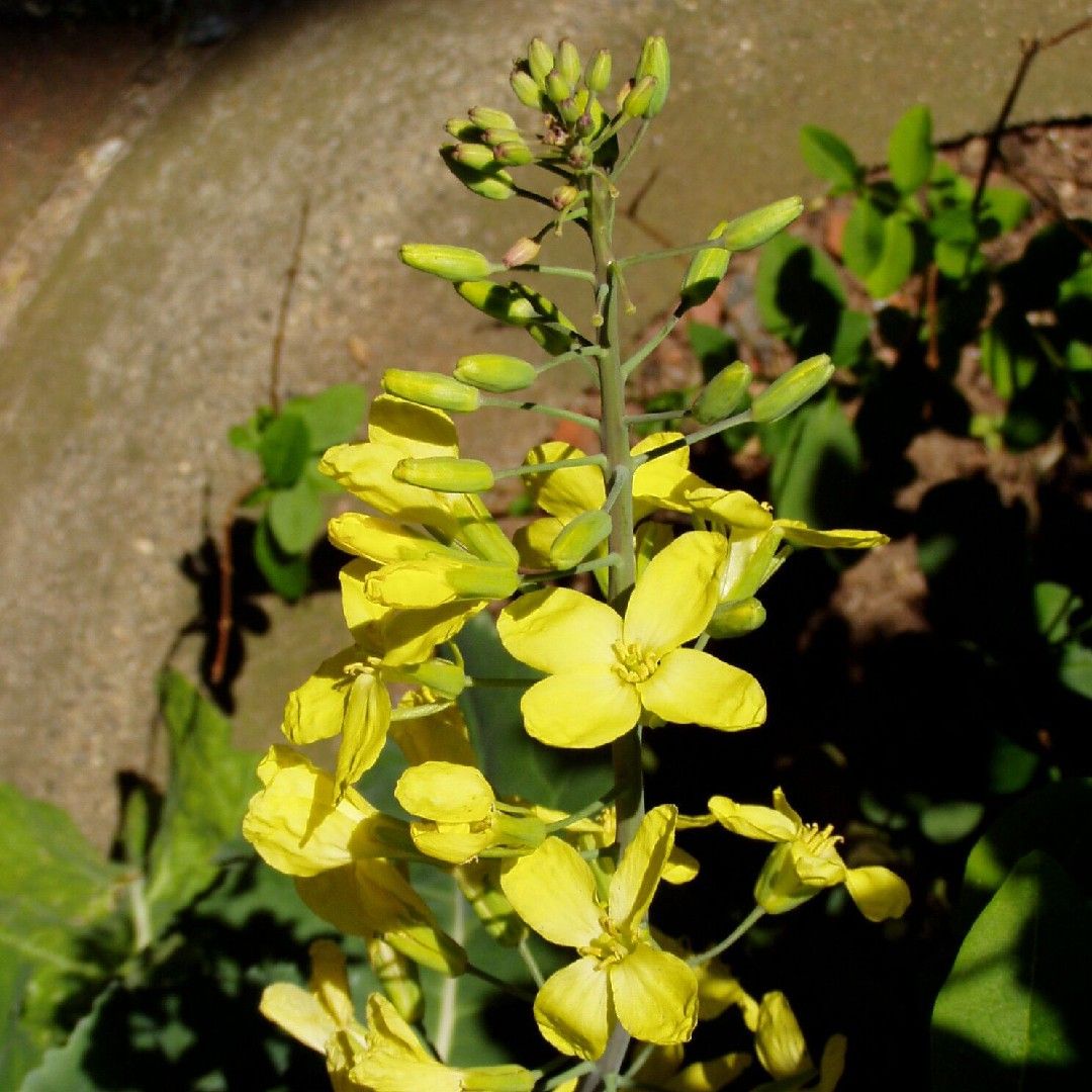 cabbage plant flower