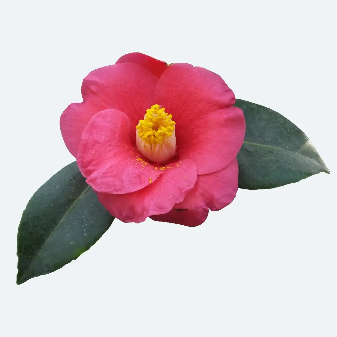 Camélia (Camellia japonica) - PictureThis