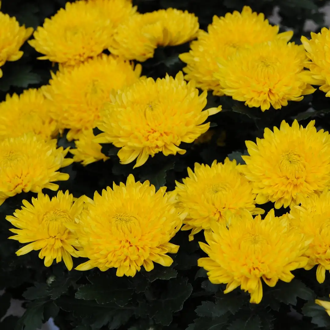 ピンポンマムのお世話ガイド 育て方 育て方 潅水 施肥 剪定 病気 Picturethis ピンポンマムのお世話ガイド 育て方 育て方 潅水 施肥 剪定 病気 Picturethis