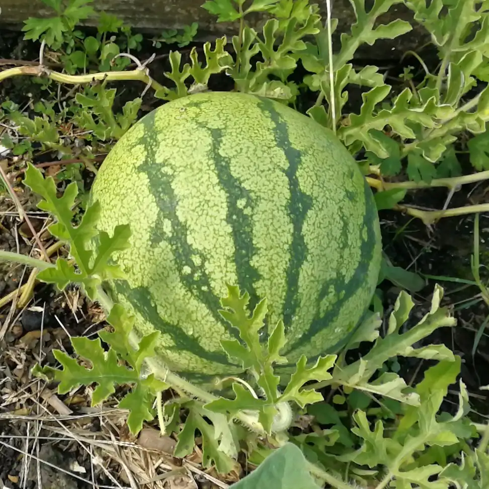 スイカ属 Citrullus 花言葉 毒性 よくある質問 Picturethis スイカ属 Citrullus 花言葉 毒性 よくある質問 Picturethis