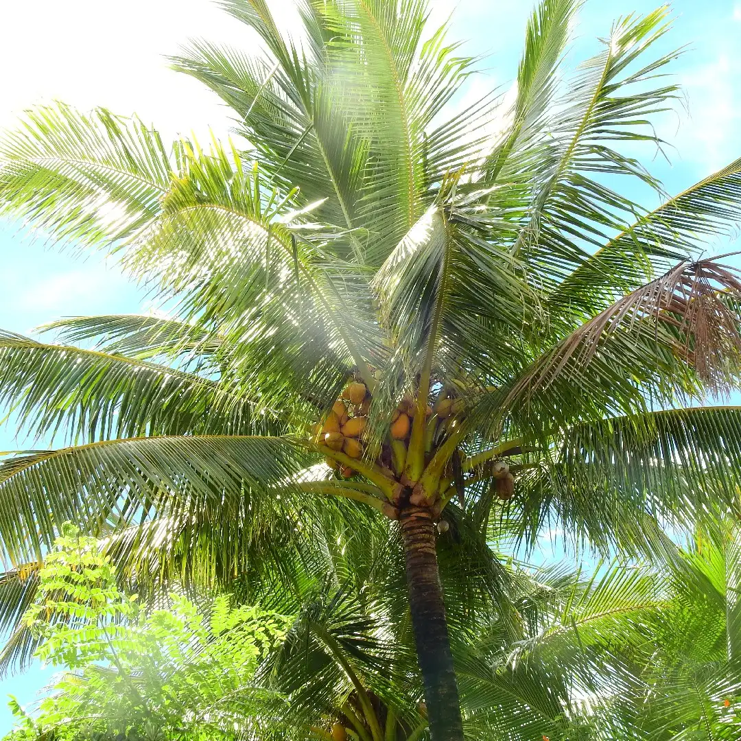 ココヤシ属 Cocos 花言葉 毒性 よくある質問 Picturethis ココヤシ属 Cocos 花言葉 毒性 よくある質問 Picturethis