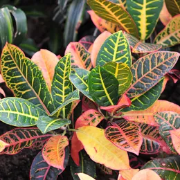 Croton