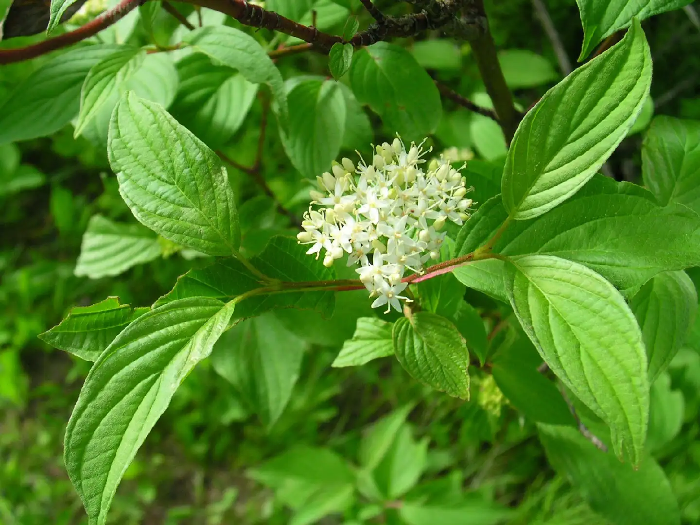 Cornejo colorado de arroyo (Cornus sericea) - PictureThis