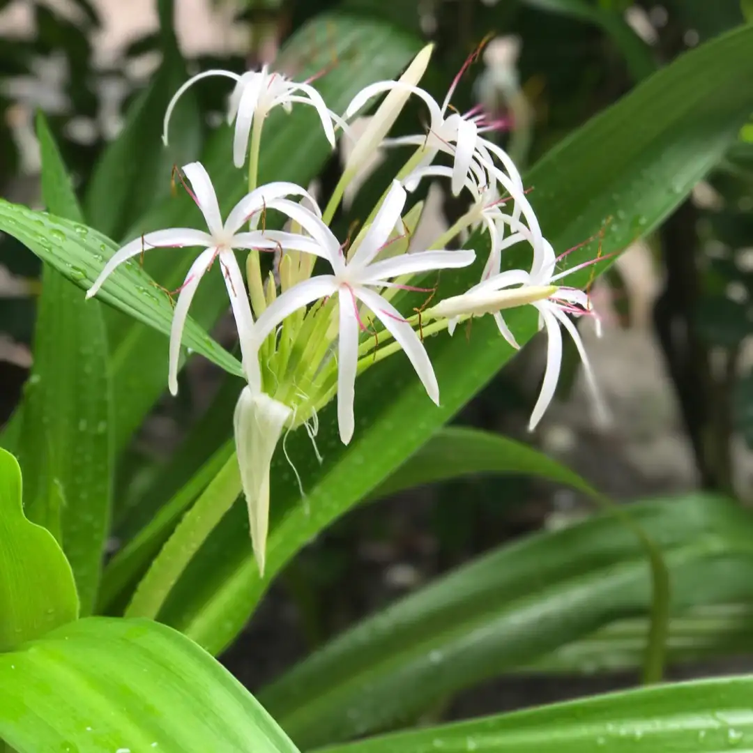 ハマユウ 浜木綿 Crinum Asiaticum 花言葉 毒性 よくある質問 Picturethis