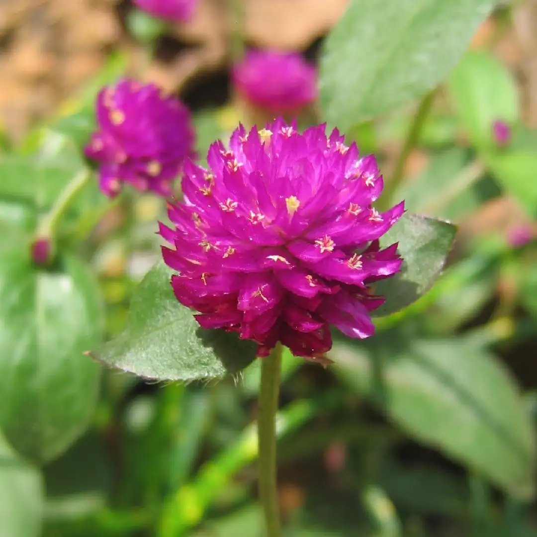 千日紅 Gomphrena Globosa 照顧 種植 繁殖 開花時間 Picturethis